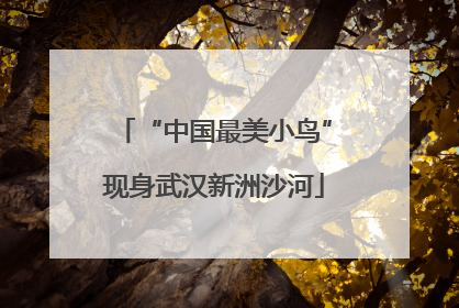 “中国最美小鸟”现身武汉新洲沙河