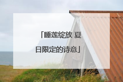 睡莲绽放 夏日限定的诗意