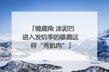 缠鹿角 涂泥巴 进入发情季的雄鹿这样“秀肌肉”
