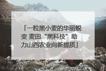 一粒黑小麦的华丽蜕变 麦田“黑科技”助力山西农业向新提质