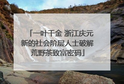 一叶千金 浙江庆元新的社会阶层人士破解荒野茶致富密码
