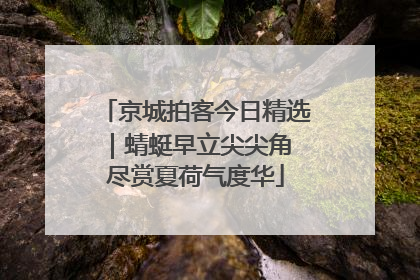 京城拍客今日精选｜蜻蜓早立尖尖角 尽赏夏荷气度华