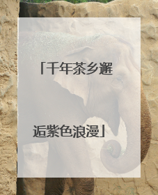 千年茶乡邂逅紫色浪漫