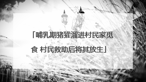 哺乳期猪獾溜进村民家觅食 村民救助后将其放生