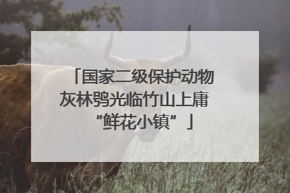 国家二级保护动物灰林鸮光临竹山上庸“鲜花小镇”