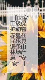 国家二级保护动物赤狐在民乐县锯条山林场产崽“安家”