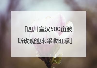 四川宣汉500亩波斯玫瑰迎来采收旺季