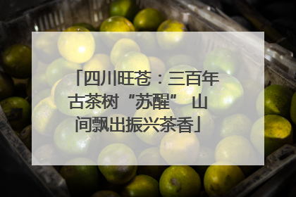 四川旺苍：三百年古茶树“苏醒” 山间飘出振兴茶香