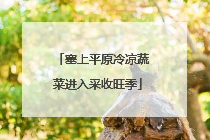 塞上平原冷凉蔬菜进入采收旺季