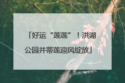 好运“莲莲”！洪湖公园并蒂莲迎风绽放