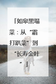 如皋黑塌菜：从“霜打趴菜”到“长寿金叶”