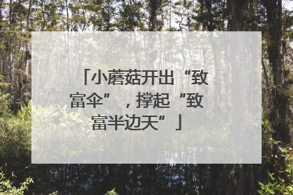 小蘑菇开出“致富伞”，撑起“致富半边天”