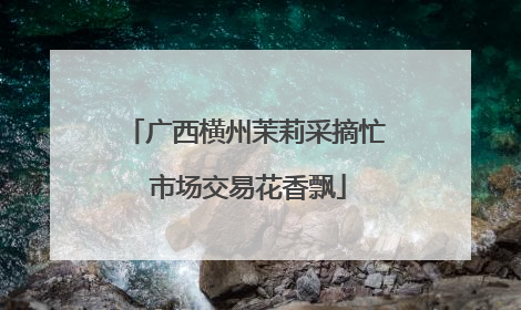 广西横州茉莉采摘忙 市场交易花香飘