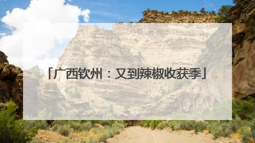 广西钦州：又到辣椒收获季