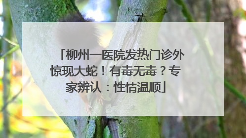 柳州一医院发热门诊外惊现大蛇！有毒无毒？专家辨认：性情温顺