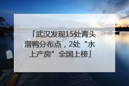 武汉发现15处青头潜鸭分布点，2处“水上产房”全国上榜