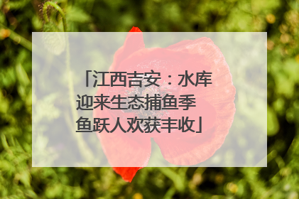江西吉安：水库迎来生态捕鱼季 鱼跃人欢获丰收