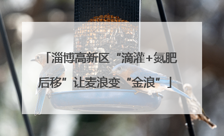 淄博高新区“滴灌+氮肥后移”让麦浪变“金浪”