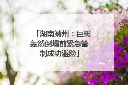 湖南靖州：巨树轰然倒塌前紧急管制成功避险
