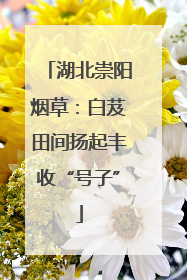 湖北崇阳烟草：白芨田间扬起丰收“号子”