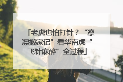 老虎也怕打针？“凛凛搬家记”看华南虎“飞针麻醉”全过程