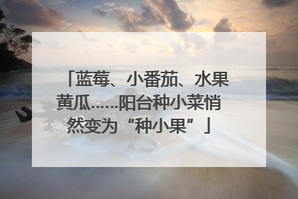 蓝莓、小番茄、水果黄瓜……阳台种小菜悄然变为“种小果”