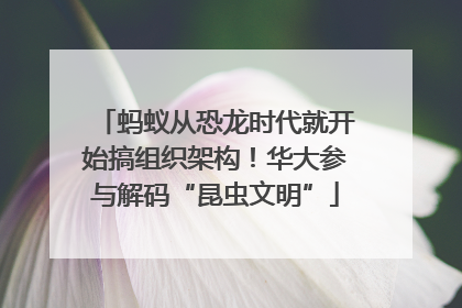 蚂蚁从恐龙时代就开始搞组织架构！华大参与解码“昆虫文明”