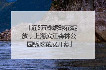 近5万株绣球花绽放，上海滨江森林公园绣球花展开幕