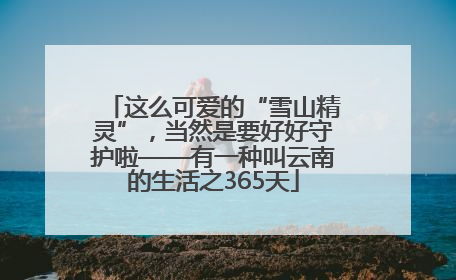 这么可爱的“雪山精灵”，当然是要好好守护啦——有一种叫云南的生活之365天