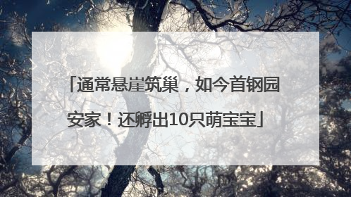 通常悬崖筑巢，如今首钢园安家！还孵出10只萌宝宝