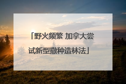 野火频繁 加拿大尝试新型撒种造林法