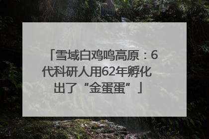 雪域白鸡鸣高原：6代科研人用62年孵化出了“金蛋蛋”