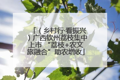 （乡村行·看振兴）广西钦州荔枝集中上市 “荔枝+农文旅融合”助农增收